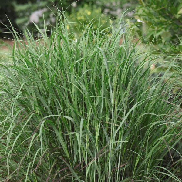 Nature Hills Nursery Heavy Metal Switch Grass - Thumbnail 3