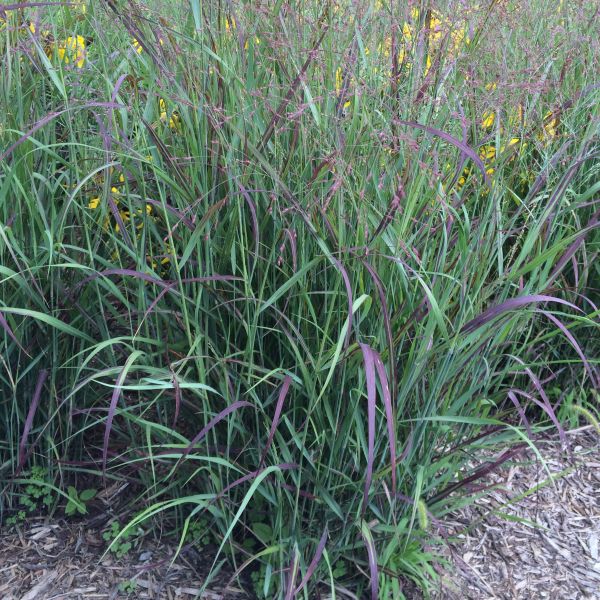 Shenandoah Switch Grass (Panicum virgatum 'Shenandoah'), a perennial featuring red, pink flowers and perennial.