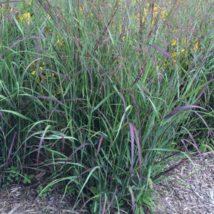 Shenandoah Switch Grass (Panicum virgatum 'Shenandoah'), a perennial featuring red, pink flowers and perennial.