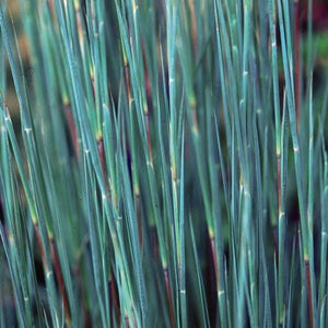 Close-up of white schizachyrium flowers on The Blues Little Bluestem Grass blooming in late summer to early fall.