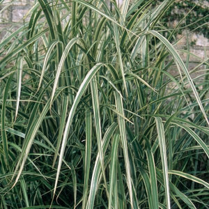 Close-up of pink, white miscanthus flowers on Variegated Japanese Silver Grass blooming in late summer to early fall.