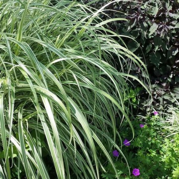 Variegated Japanese Silver Grass | Buy at NatureHills.com