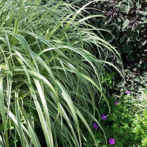 Perennial foliage of Variegated Japanese Silver Grass (Miscanthus sinensis 'Variegatus') in a garden setting.