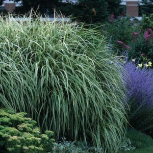 Variegated Japanese Silver Grass (Miscanthus sinensis 'Variegatus') growing in a garden landscape, showing mature perennial form.