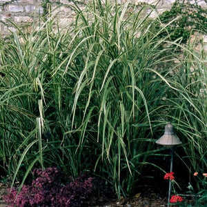 Variegated Japanese Silver Grass (Miscanthus sinensis 'Variegatus'), a perennial featuring pink, white flowers and perennial.