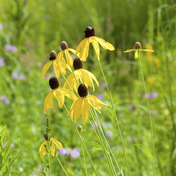 Gray - Headed Coneflower (Ratibida pinnata), a perennial featuring yellow flowers and perennial.