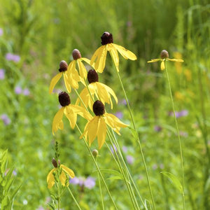 Gray - Headed Coneflower (Ratibida pinnata), a perennial featuring yellow flowers and perennial.