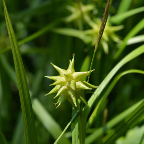Gray's Sedge - Nature Hills Nursery - #1 Container - 