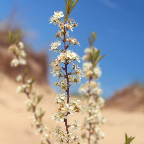 Great Lakes Sand Cherry Branch
