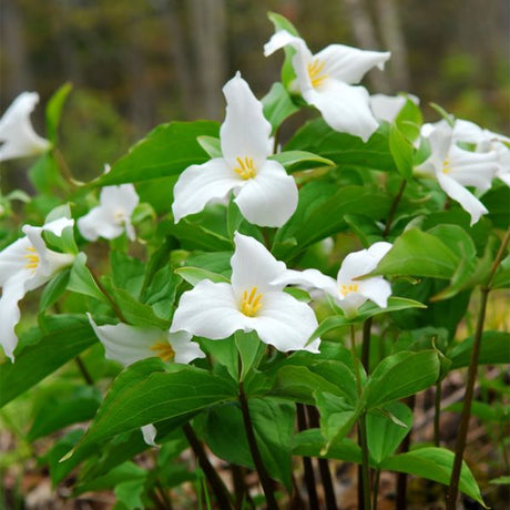 Great White Trillium - Perennial - Nature Hills Nursery - 