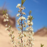 Great Lakes Sand Cherry Branch