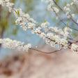 Great Lakes Sand Cherry Full Bloom