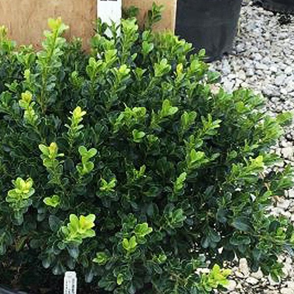 Green Beauty Boxwood shrub with dense, glossy dark green foliage and bright new growth in a nursery container.