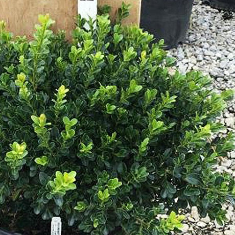 Green Beauty Boxwood shrub with dense, glossy dark green foliage and bright new growth in a nursery container.