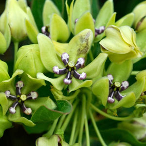 Green Beauty Milkweed - Nature Hills Nursery - 3 Pack Bareroot - 