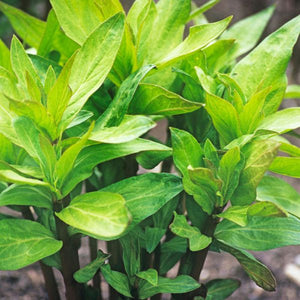 Green Beauty Milkweed - Nature Hills Nursery - 3 Pack Bareroot - 