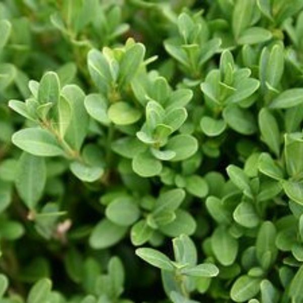 Dense, rounded foliage of Green Gem Boxwood showing small oval leaves in rich green tones.