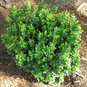 Green Gem Boxwood shrub displaying a dense, rounded mound of small glossy green leaves growing in a mulched garden bed.