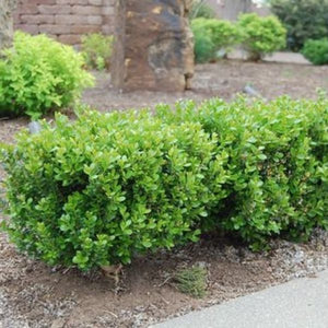 Green Gem Boxwood shrubs planted in a low row border along a gravel pathway near a brick garden wall.