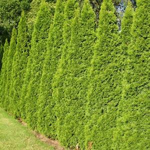 A row of Thuja Green Giant Arborvitae trees spaced for a dense, living privacy fence and windbreak.