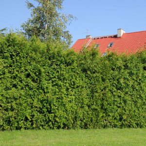 A mature Thuja Green Giant Arborvitae showing its dense, pyramidal evergreen foliage and fast-growing privacy screen habit.