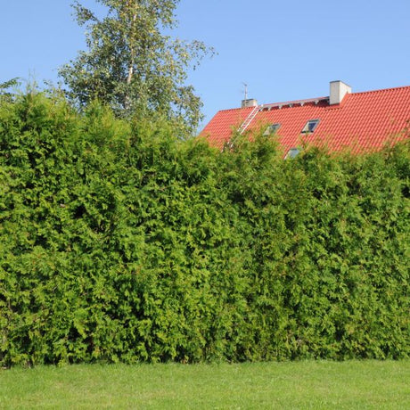 A mature Thuja Green Giant Arborvitae showing its dense, pyramidal evergreen foliage and fast-growing privacy screen habit.