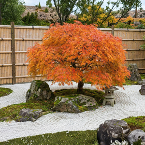 Green Laceleaf Japanese Maple tree displaying vibrant orange and golden autumn foliage in a traditional Japanese Zen garden with white gravel and rocks.