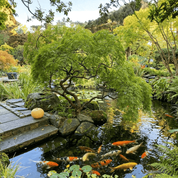 Green Laceleaf Japanese Maple Tree - Weeping Acer Palmatum Dissectum