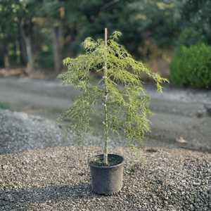 weeping potted plants Green Laceleaf Japanese Maple Tree
