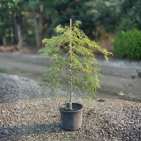 A young, potted green laceleaf Japanese maple tree with a distinct weeping habit showing finely dissected foliage.