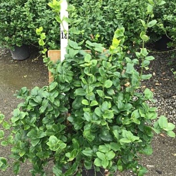 Greenlane™ Wintercreeper Euonymus (Euonymus fortunei var. radicans 'Grezam'), a shrub featuring green flowers and broad-leaved evergreen.