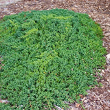 Green Mound Japgarden Juniper