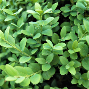 Close-up of Green Mountain Boxwood dense glossy green oval leaves on compact branching stems.