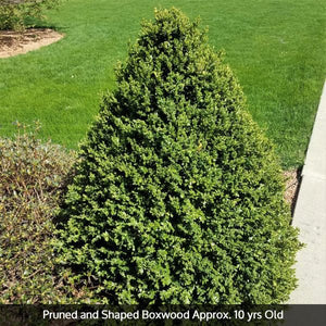 Green Mountain Boxwood pruned into a cone shape, approximately 10 years old, planted near a sidewalk in a lawn.