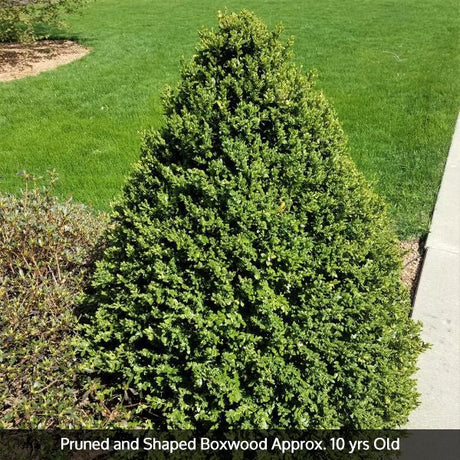 Green Mountain Boxwood pruned into a cone shape, approximately 10 years old, planted near a sidewalk in a lawn.