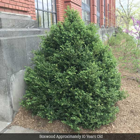 Green Mountain Boxwood shrub with dense dark green foliage growing beside a brick building, approximately 10 years old.