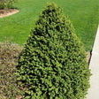 Green Mountain Boxwood Cone Topiary - Nature Hills Nursery - #2 Container - 