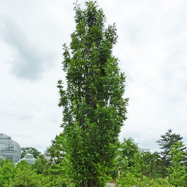 Green Pillar&reg; Pin Oak Tree - Nature Hills Nursery - B&B (Balled & Burlapped) 10 - 12 Feet - 