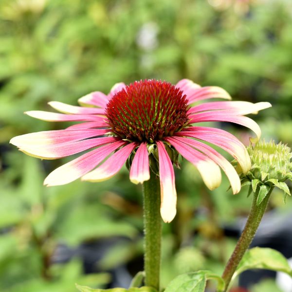 Green Twister Coneflower (Echinacea purpurea 'Green Twister'), a perennial featuring pink flowers and perennial.