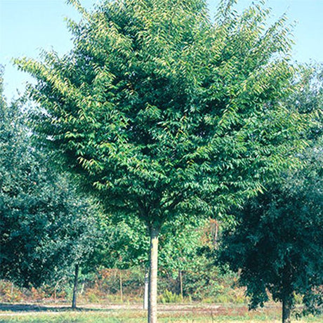 Green Vase Zelkova - Nature Hills Nursery - #3 Container 4 - 5 Feet - 