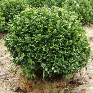 Green Velvet Boxwood shrub with dense, rounded form and bright green foliage, balled and burlapped for planting.
