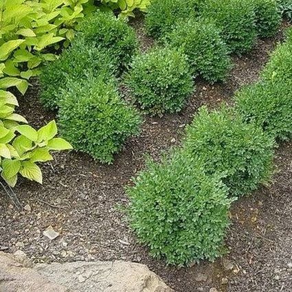 Green Velvet Boxwood shrubs planted in a grid pattern on a mulched slope, showing their dense rounded habit.