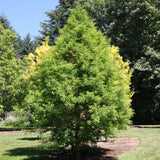 Green Whisper&reg; Bald Cypress - Nature Hills Nursery - #3 Container 4 - 5 Feet - 