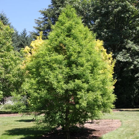 Green Whisper&reg; Bald Cypress - Nature Hills Nursery - #3 Container 4 - 5 Feet - 