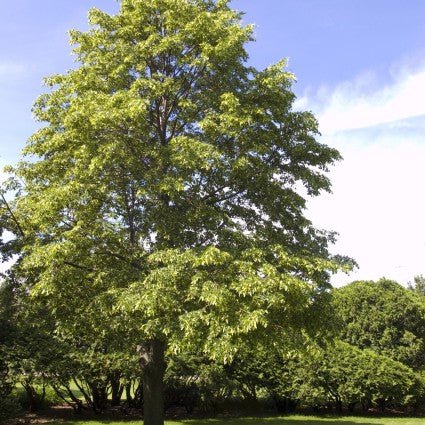Close-up of yellow tilia flowers on Greenspire® Linden Tree blooming in early summer to late summer.