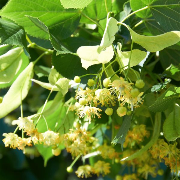 Deciduous foliage of Greenspire® Linden Tree (Tilia cordata 'PNI 6025') in a garden setting.
