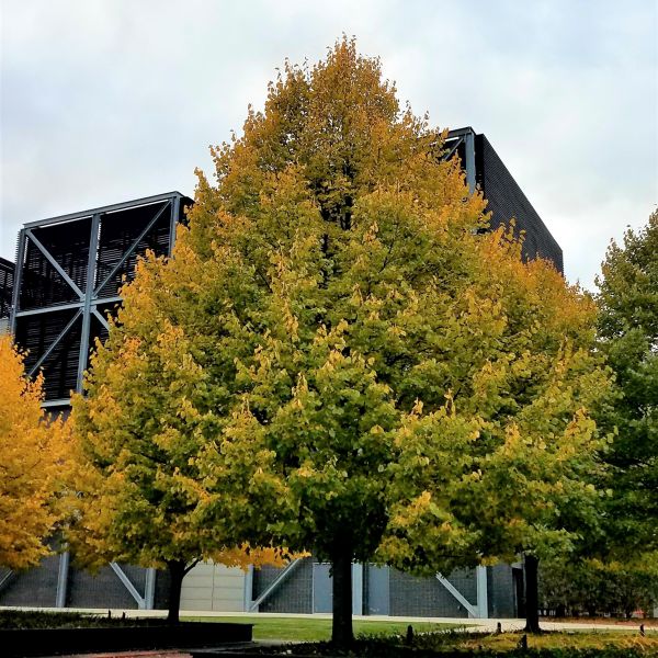 Greenspire® Linden Tree (Tilia cordata 'PNI 6025'), a tree featuring yellow flowers and deciduous.
