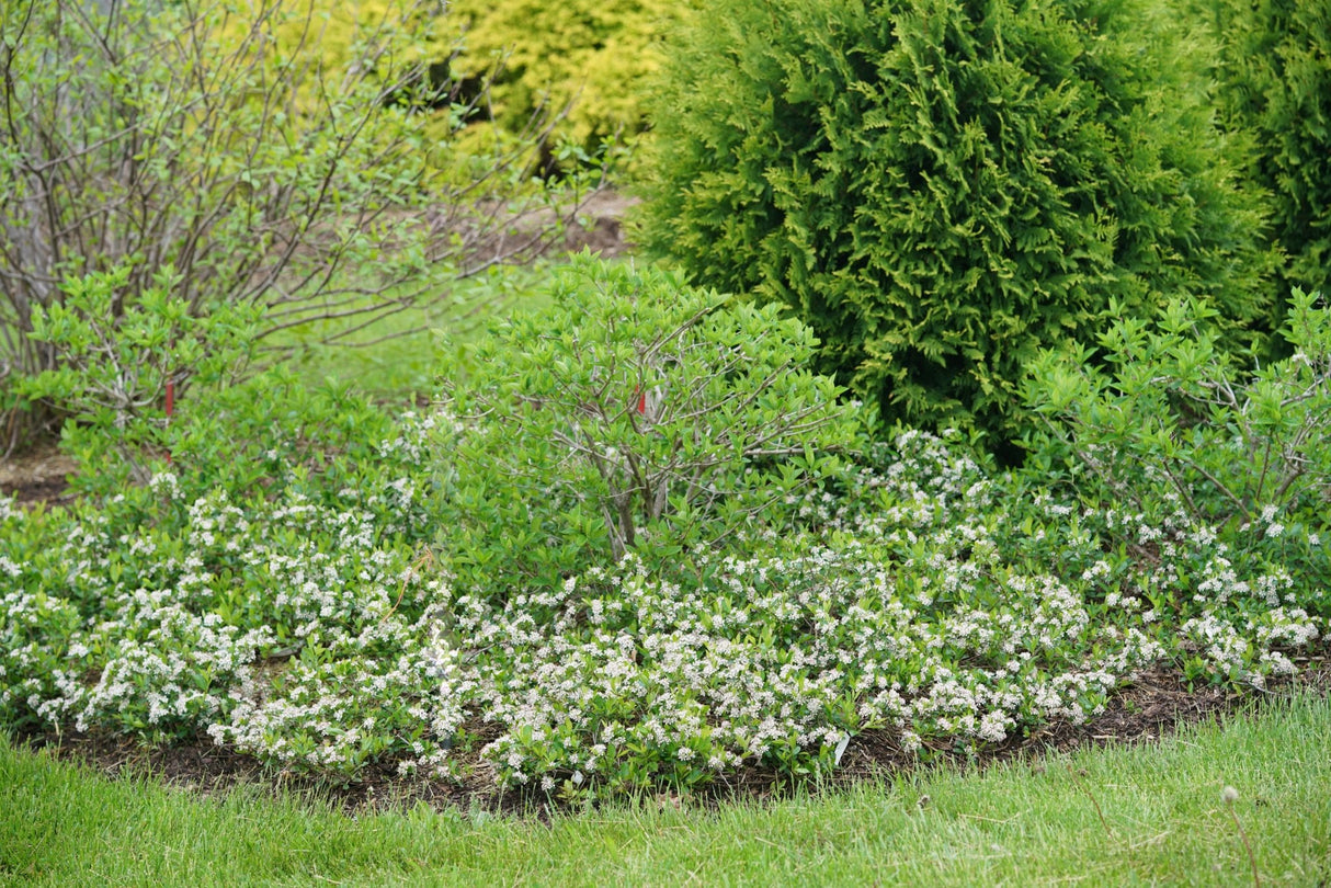 Ground Hug® Chokeberry (Aronia melanocarpa 'UCONNAM012') growing in a garden landscape, showing mature shrub form.