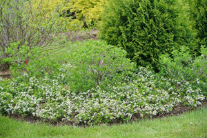 Ground Hug® Chokeberry (Aronia melanocarpa 'UCONNAM012') growing in a garden landscape, showing mature shrub form.