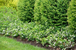 Ground Hug® Chokeberry (Aronia melanocarpa 'UCONNAM012') shrub detail, image 6 of 7.